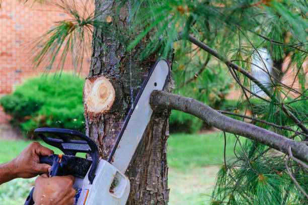 How Our Tree Care Process Works  in Elwood, IL